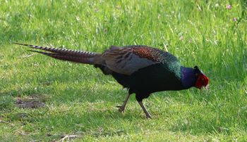 �L�W���i�]�ː�j