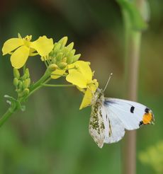 �c�}�L�`���E���i�]�ː�j