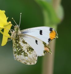 �c�}�L�`���E���i�]�ː�j