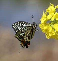 �A�Q�n�`���E���i�]�ː�j