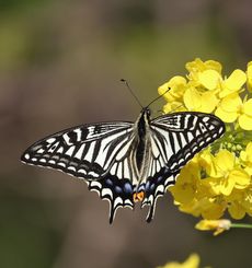 �A�Q�n�`���E���i�]�ː�j