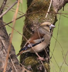 �V���i�]�ː�j