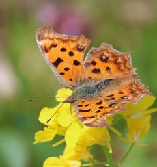 �L�^�e�n�i�]�ː�j