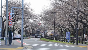 �������H�̍����؁i�����j