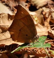 �N���R�m�}�`���E�i��X���j