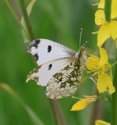 �c�}�L�`���E���i�]�ː�y��j