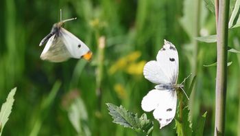 �c�}�L�`���E����ǂ������遉�i�]�ː�j