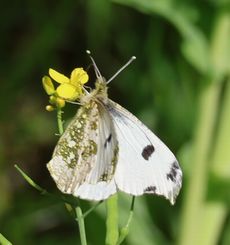 �c�}�L�`���E���E�z���i�]�ː�j