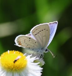 �c�o���V�W�~�i�]�ː�j
