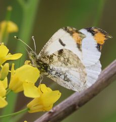 �c�}�L�`���E���i�]�ː�j