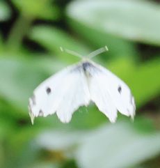 �c�}�L�`���E���i�]�ː�j