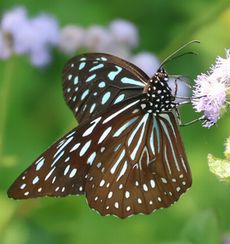�E�X�R�����}�_���i�G�h�k�j