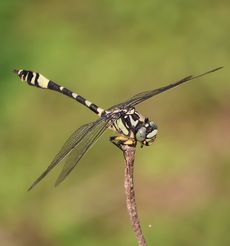 Gomphidia�@confluens�i�G���j