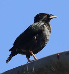 �n�b�J�`���E�i�������j