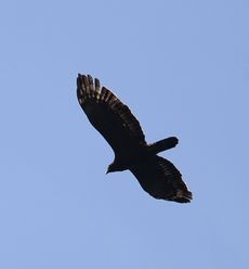 �J���������V�i�������j