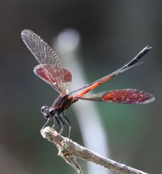 �R�i�J�n�O���g���{�i�G���j