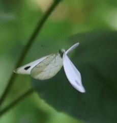 �N���e���V���`���E�i�������j