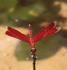 �x�j�g���{���i�������j
