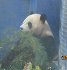 �p���_�i�������j