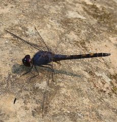 Trithemis�@festiva�i�G���j