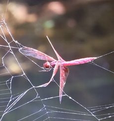 �N�����ɗ��܂����x�j�g���{�i�������j
