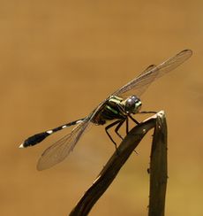 �n���{�\�g���{�i�������j