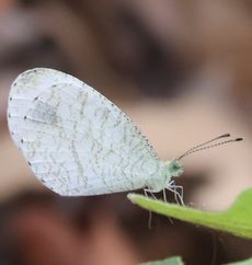 �N���e���V���`���E�i�Ë`�s������j