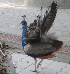 �N�W���N�i��B�E�����Εt�߁j