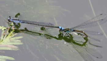 �N���C�g�g���{�Y���i�����j