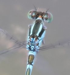 ���X�W�C�g�g���{���i�����j