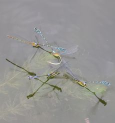 �C�g�g���{�Y���i�����j