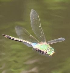 �M�������}������