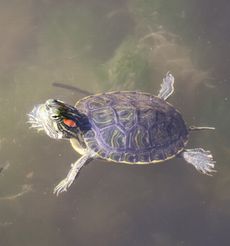 �~�h���K���i�����j