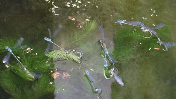 ���X�W�C�g�g���{�Y���i�����j