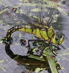 �N���X�W�M�������}�Y���i�����j