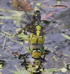�N���X�W�M�������}�Y���i�����j