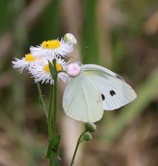 �����V���`���E�i������L�O�����j