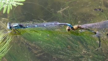 ���X�W�C�g�g���{�Y���i�����j