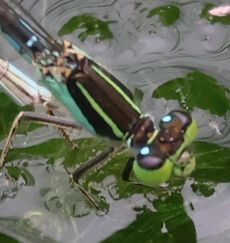 ���^�C�v�́��i����