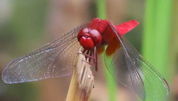 �V���E�W���E�g���{���i�����j
