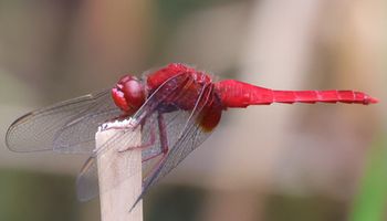 �V���E�W���E�g���{���i�����j
