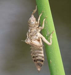 �E�`�������}�E�H���k�i�����j