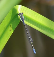 �N���C�g�g���{���i�����j