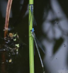 �N���C�g�g���{�i�����j