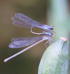 �N���C�g�g���{����O�i�����j