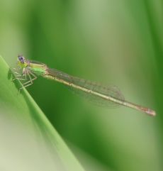 �A�I�����C�g�g���{���i�����j