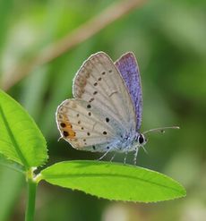 �c�o���V�W�~�i�����j