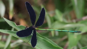 �n�O���g���{���i�]�ː�j