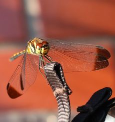 �m�V���g���{�i����j