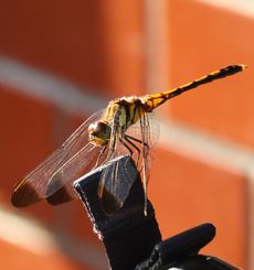 �m�V���g���{�i����j